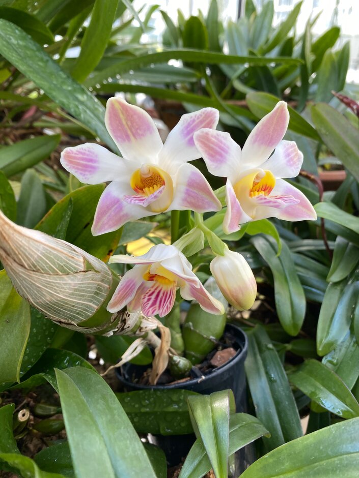 <i>Chysis</i> Sedenii gx