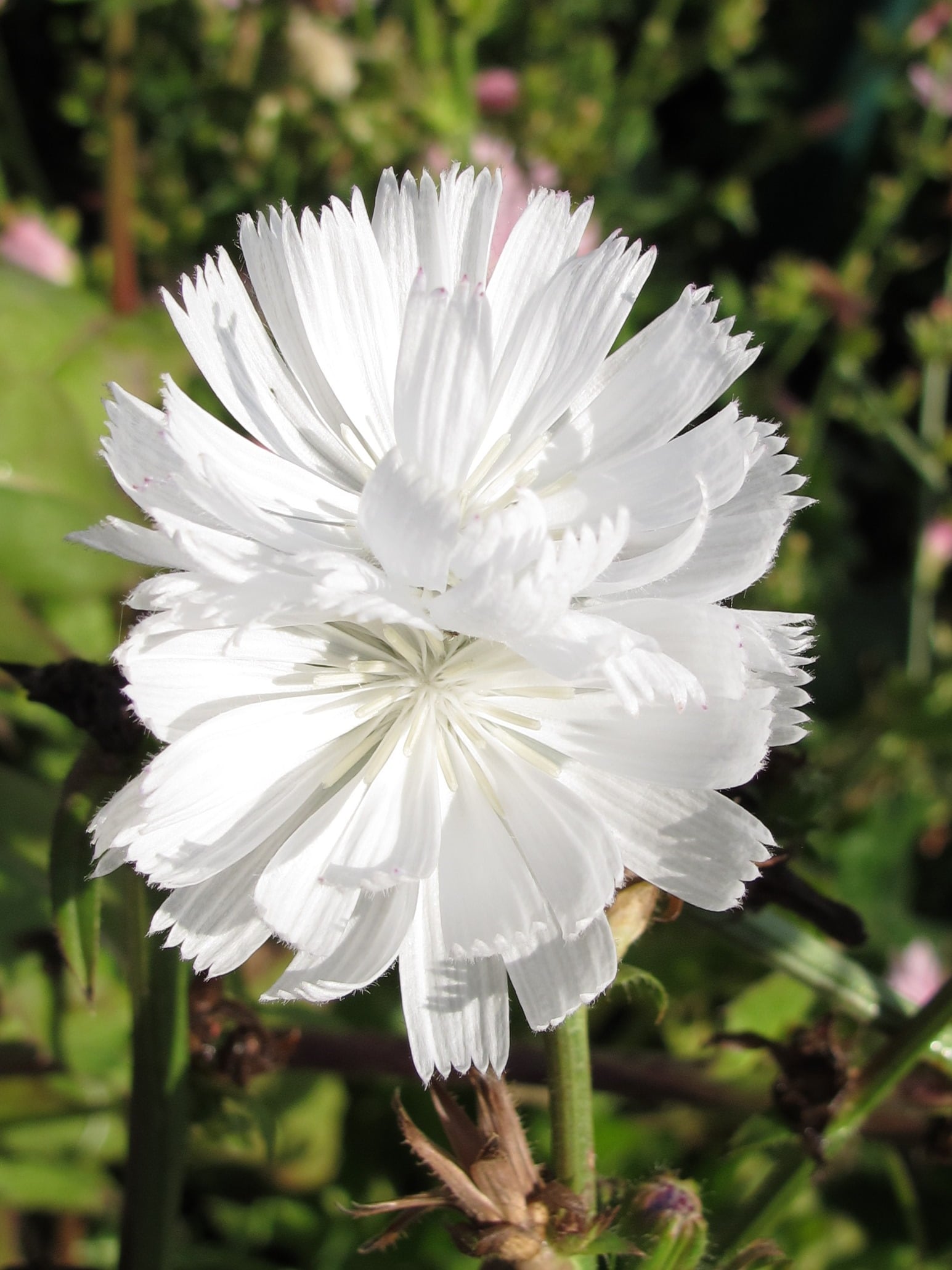 chicory (white form)