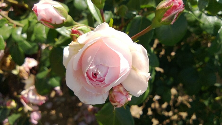 <i>Rosa</i> 'Cinderella' ambig. [1]