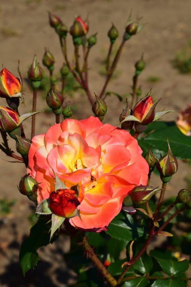 rose [Circus]