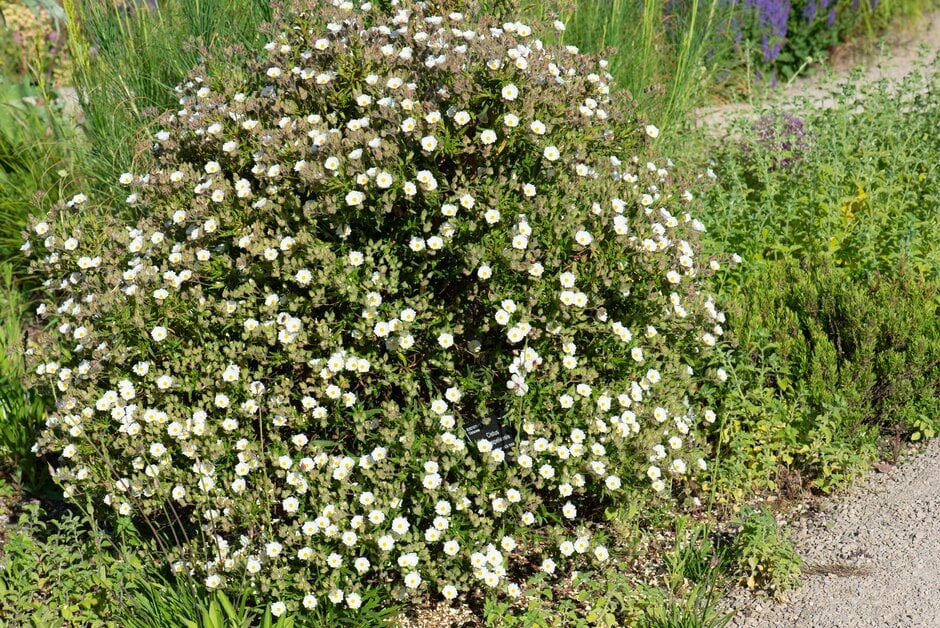 Montpelier rock rose