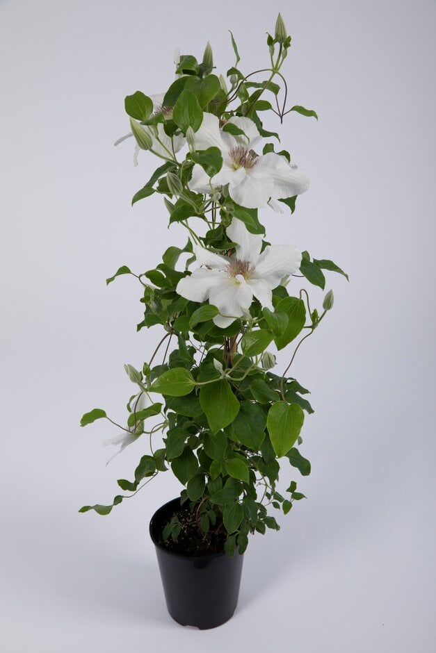 clematis [Guernsey Flute]