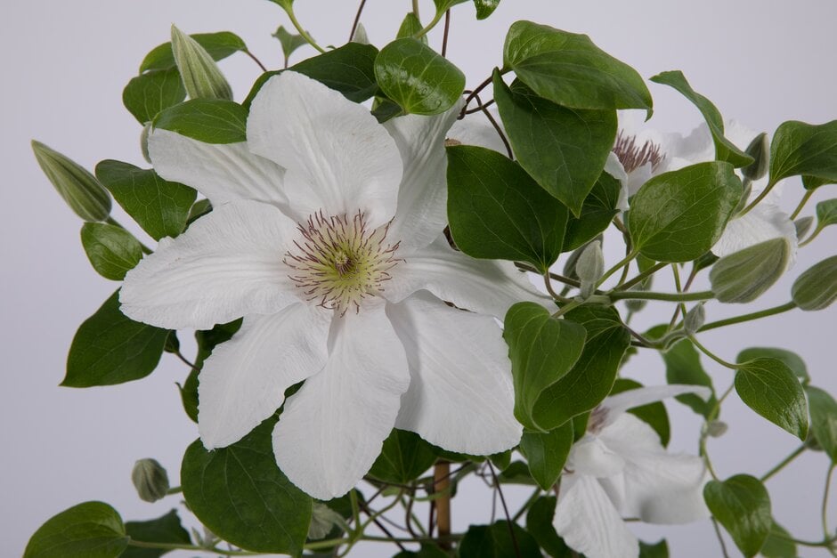 clematis [Guernsey Flute]