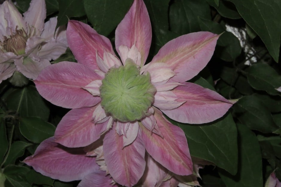 clematis [Josephine]