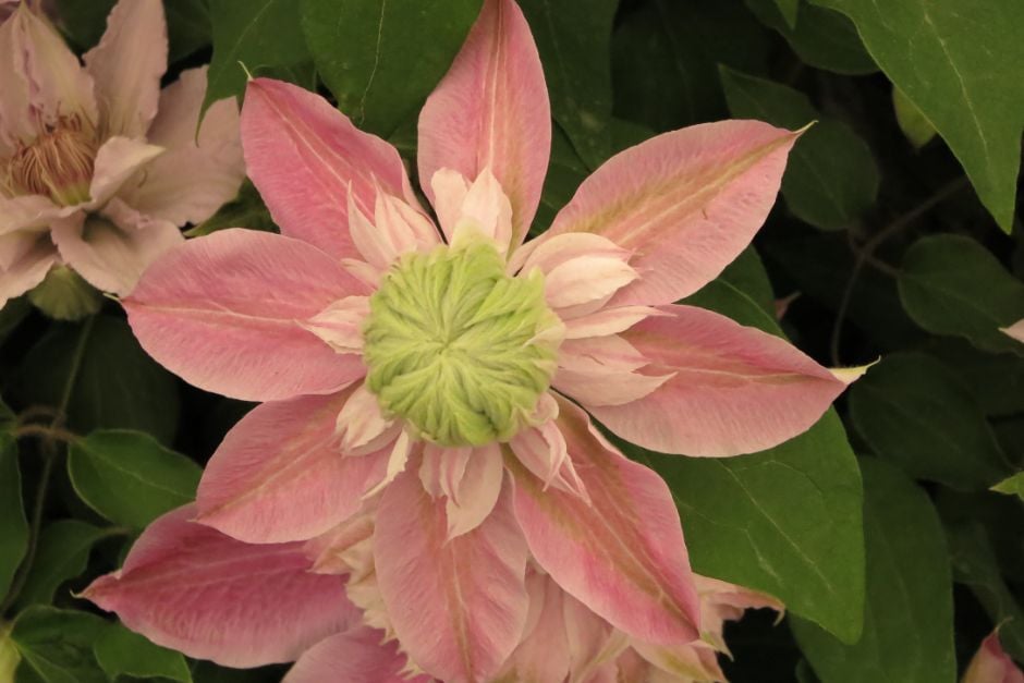 clematis [Josephine]