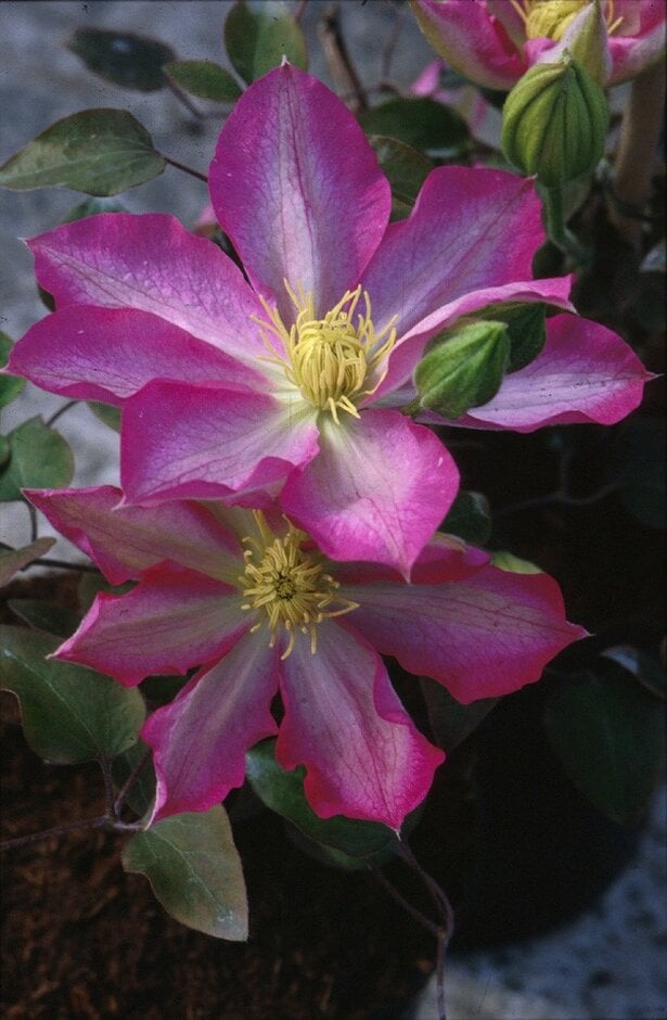 clematis 'Asao'