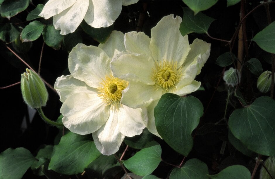 clematis 'Guernsey Cream'