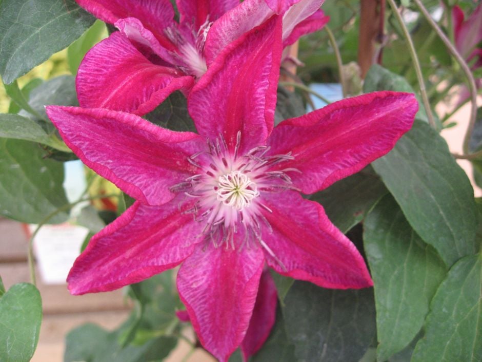 clematis 'Ruby Wedding'
