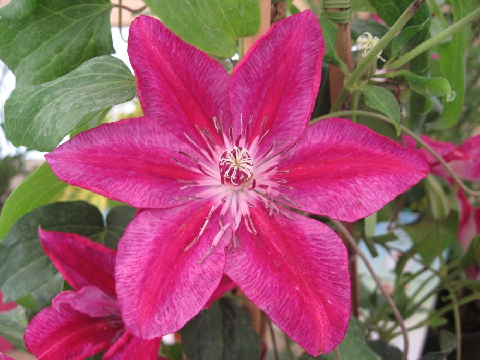 clematis 'Ruby Wedding'