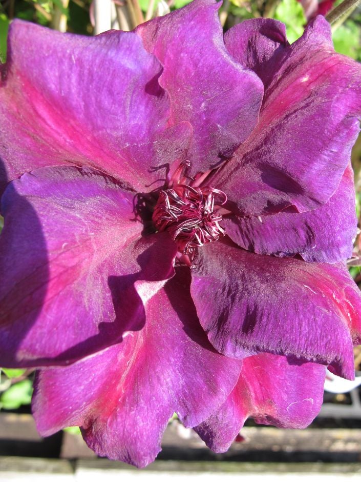 clematis [Versailles]