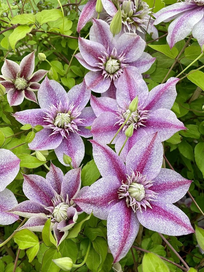 <i>Clematis</i> [<span style=\"font-variant: small-caps;\">Mochi</span>]