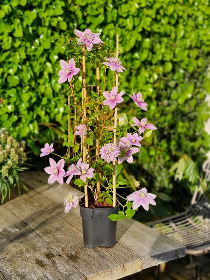<i>Clematis</i> [<span style=\"font-variant: small-caps;\">Mochi</span>]