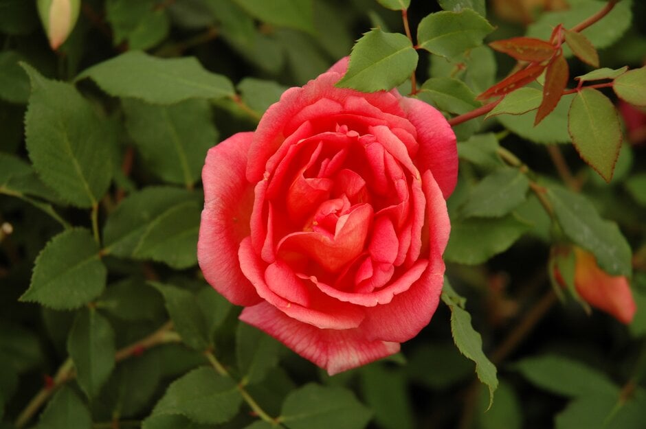 rose 'Clementina Carbonieri'