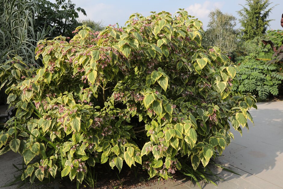 Farges harlequin glorybower 'Carnival'