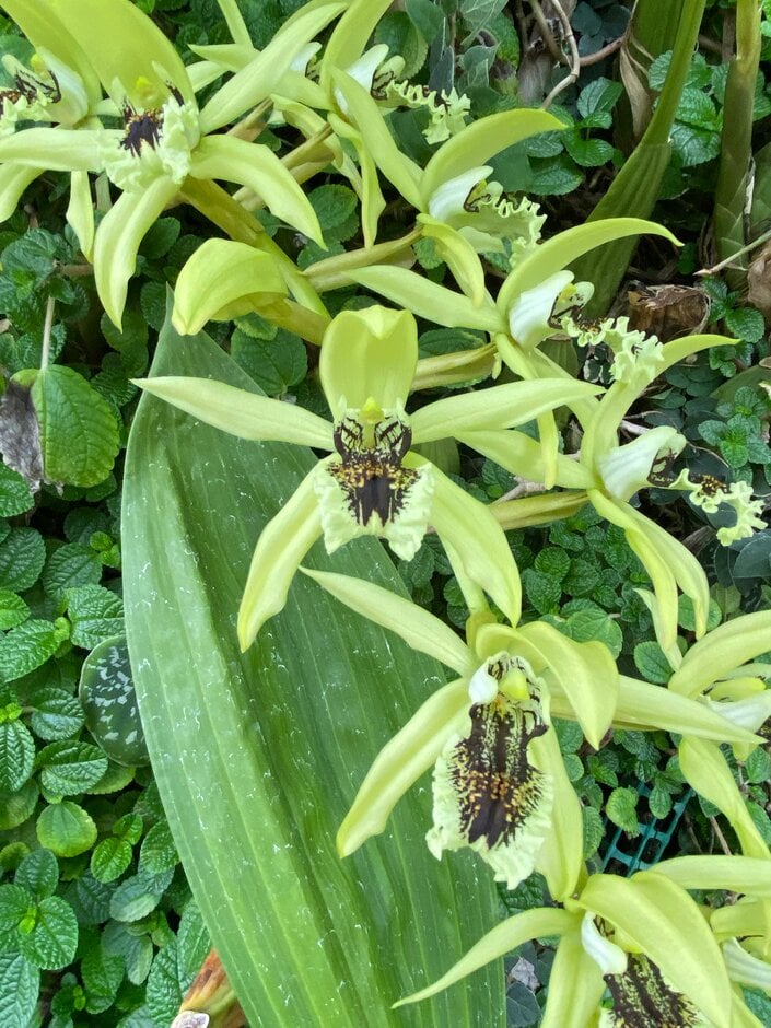 <em>Coelogyne</em> <em>pandurata</em>