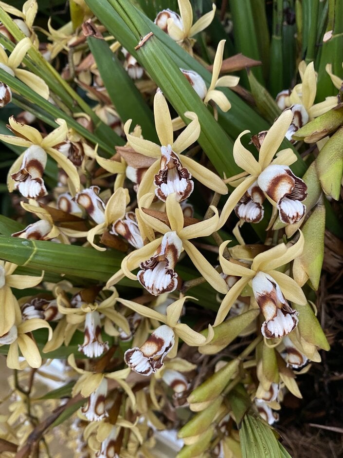 <em>Coelogyne</em> <em>pulverula</em>