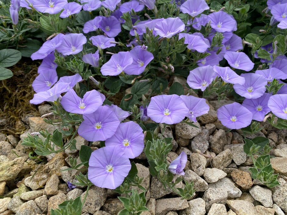blue rock bindweed