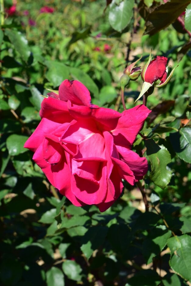 rose 'Copenhagen'