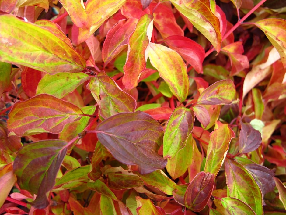 Cornus sanguinea &Magic Flame& | dogwood &Magic Flame& Shrubs/RHS Gardening