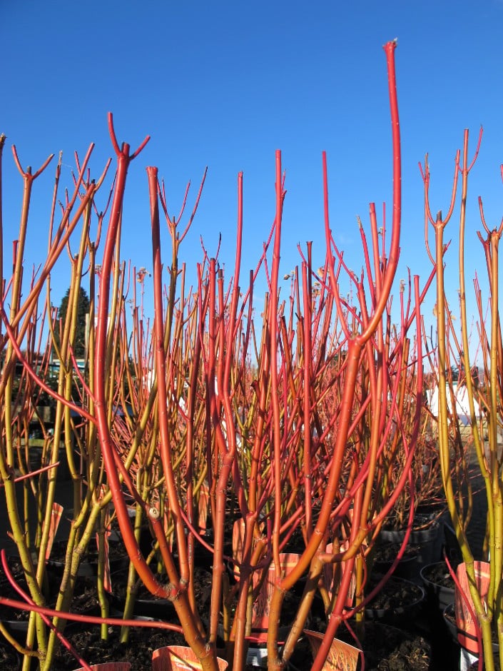 red osier dogwood 'Cardinal'