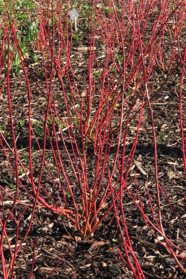 dogwood [Baton Rouge]