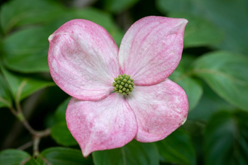 kousa 'Rosemoor Pink'