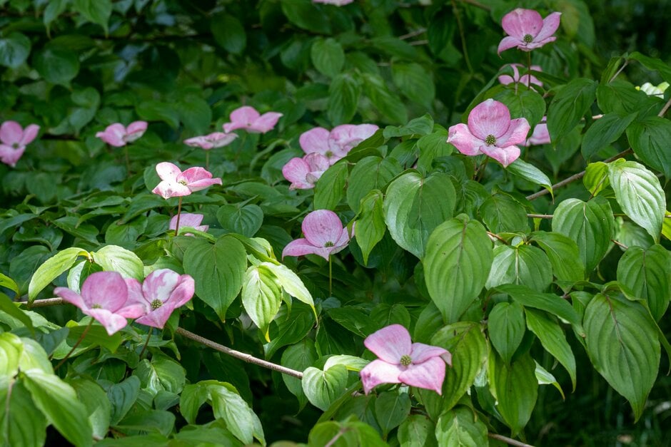 kousa 'Rosemoor Pink'