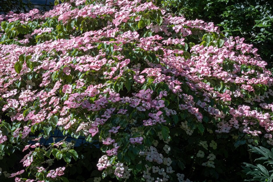 kousa 'Rosemoor Pink'