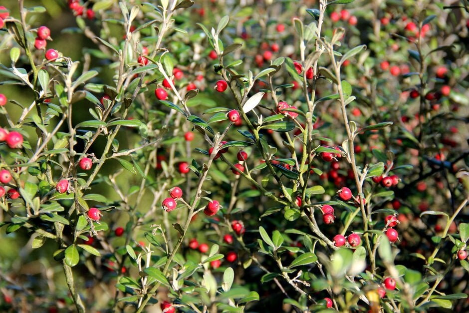 hybrid wire-netting bush 'Red Wonder'