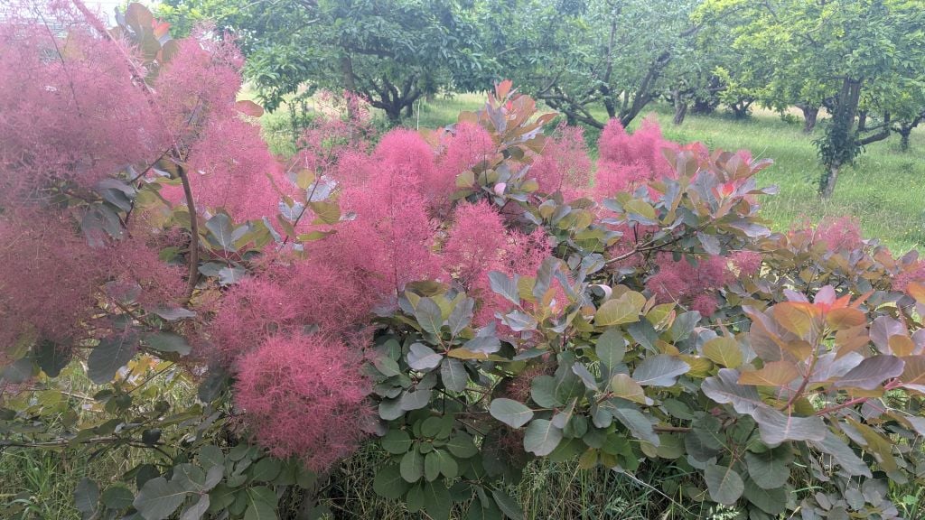 smokewood 'Candy Floss'