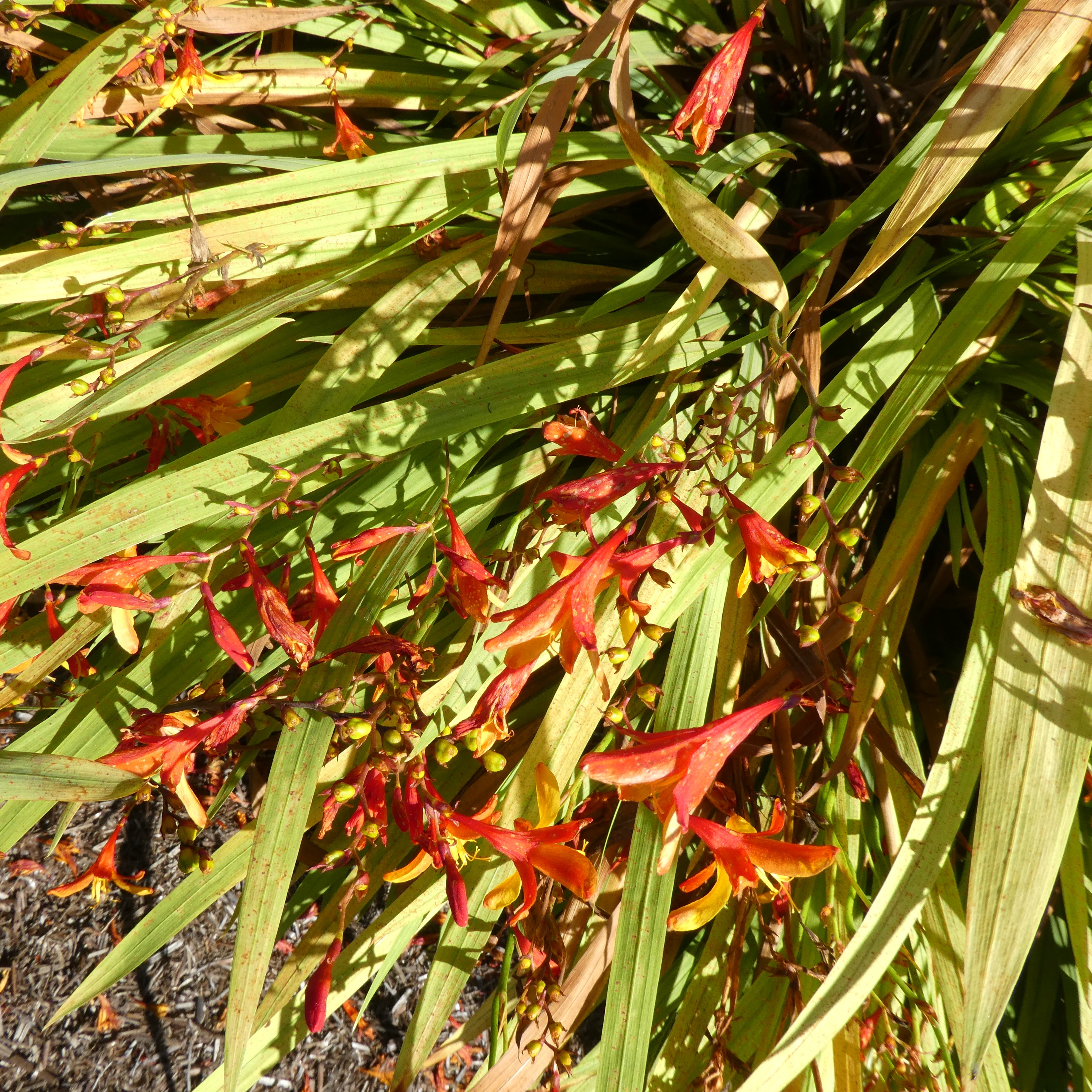 montbretia 'Tamar New Dawn'