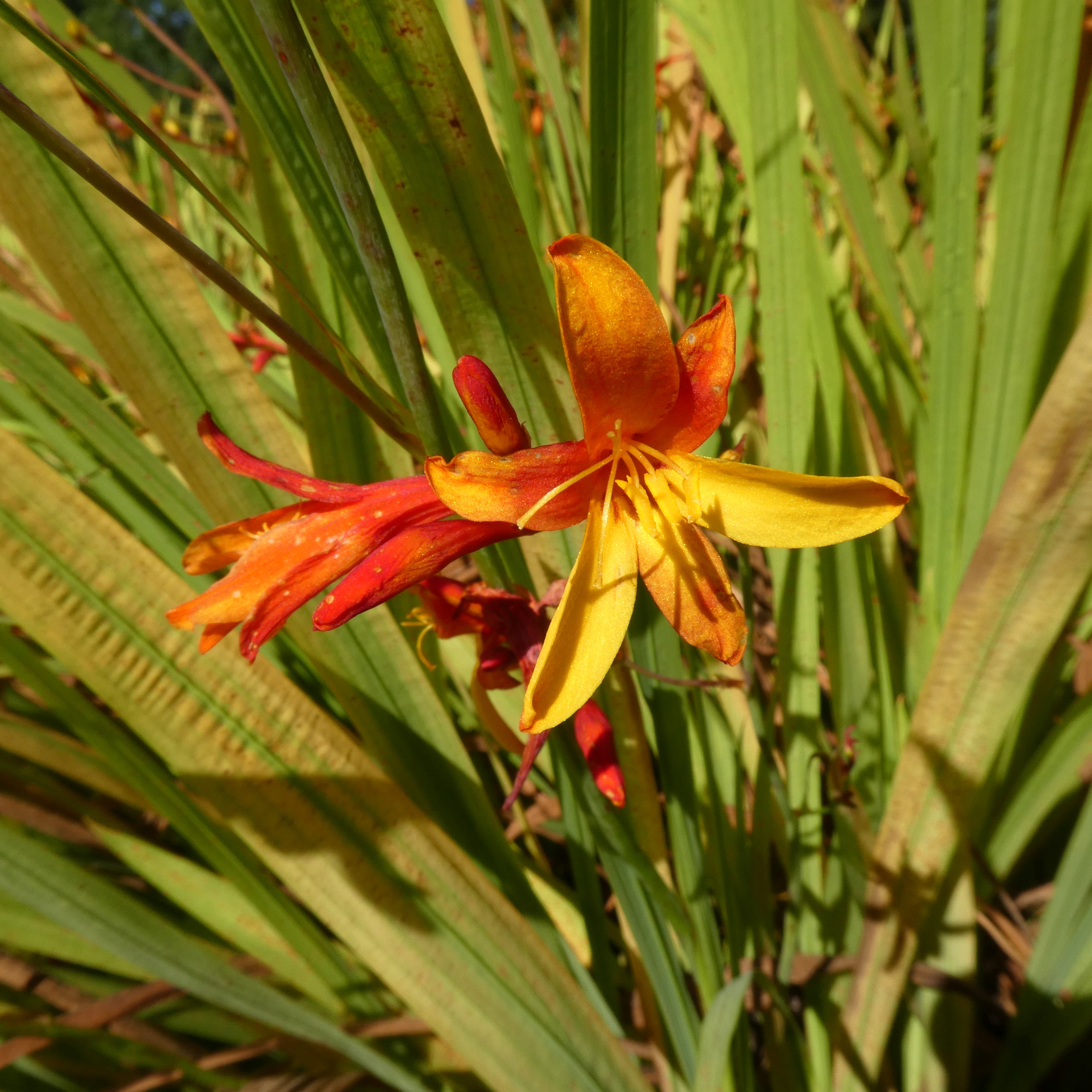 montbretia 'Tamar New Dawn'