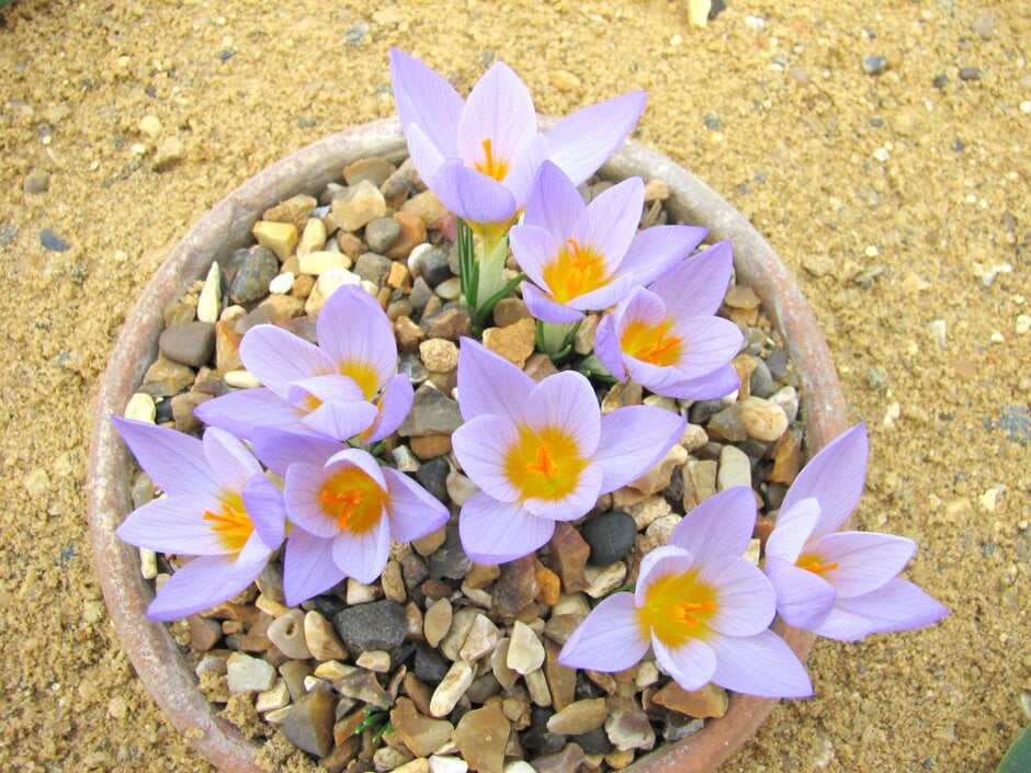 Sieber's crocus 'Firefly'