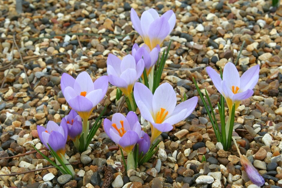 Sieber's crocus 'Firefly'