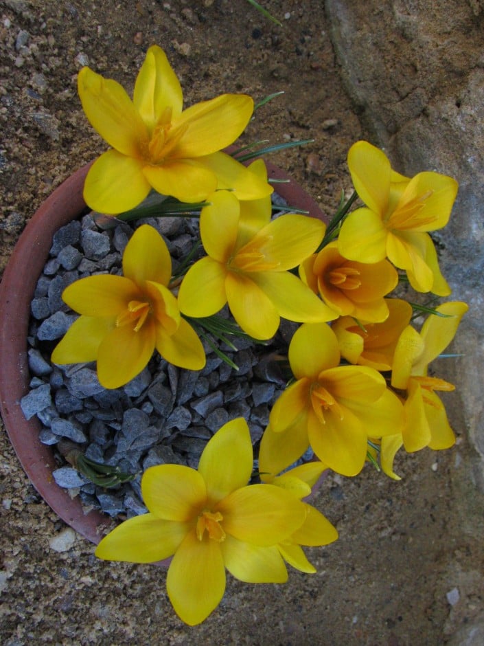 crocus 'Kiss of Spring'