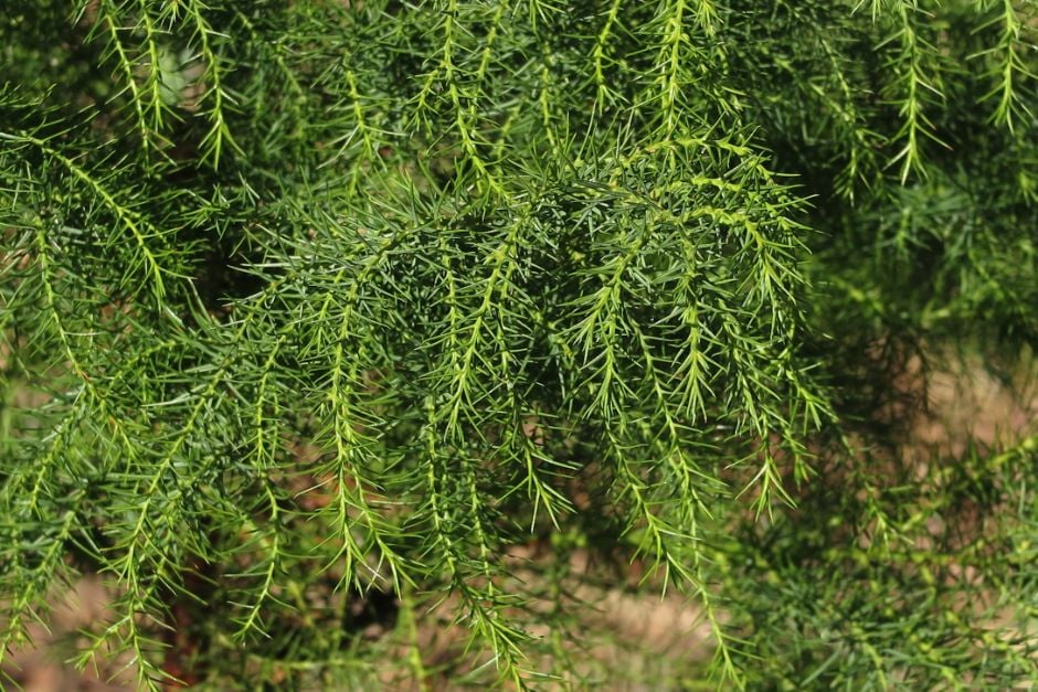 Japanese cedar 'Elegans Aurea'