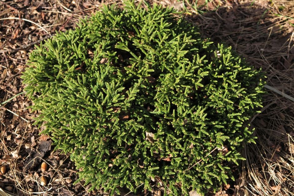 Japanese cedar 'Little Sonja'