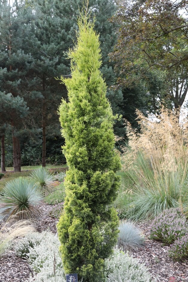 Italian cypress 'Swane's Gold'