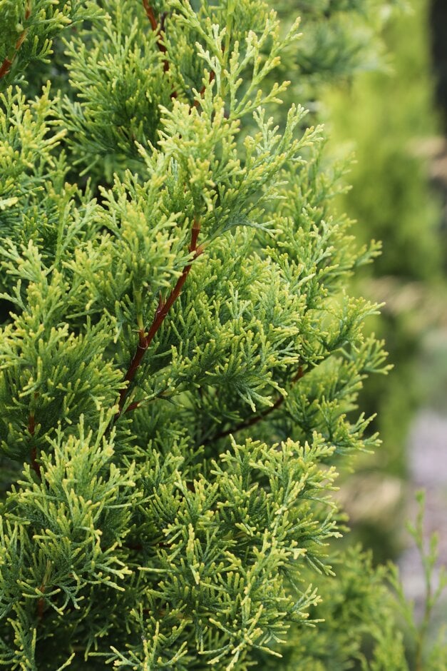 Italian cypress 'Swane's Gold'