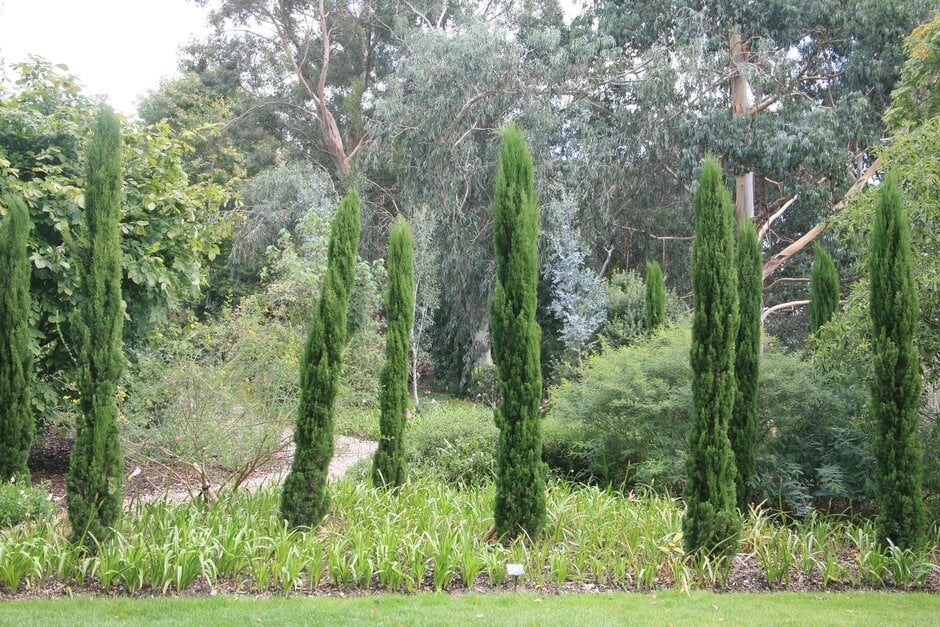 Italian cypress 'Totem Pole'