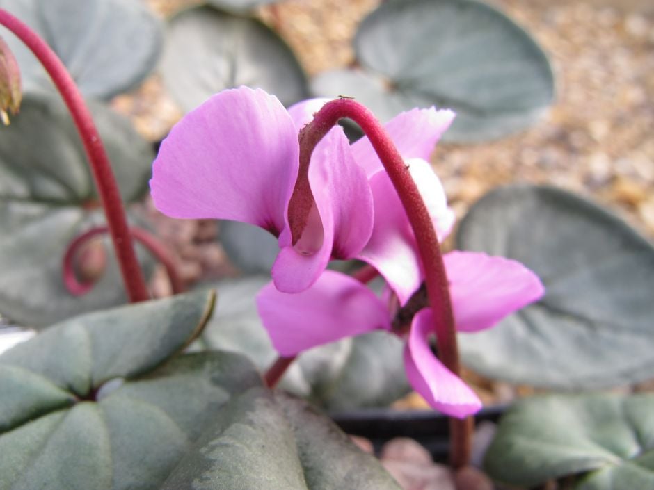 cyclamen Silver Group