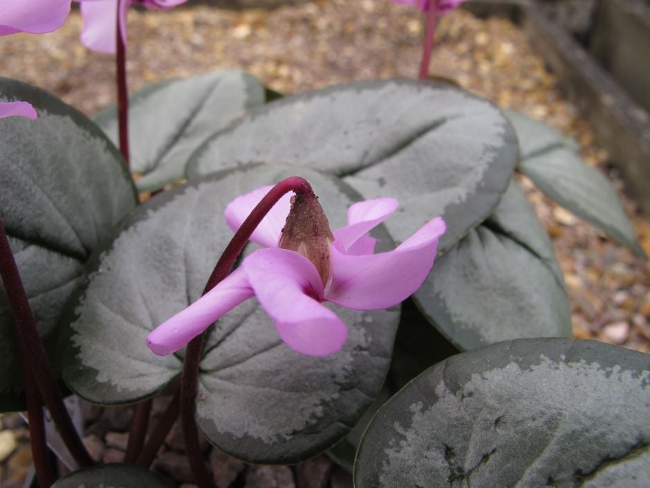 cyclamen Silver Group
