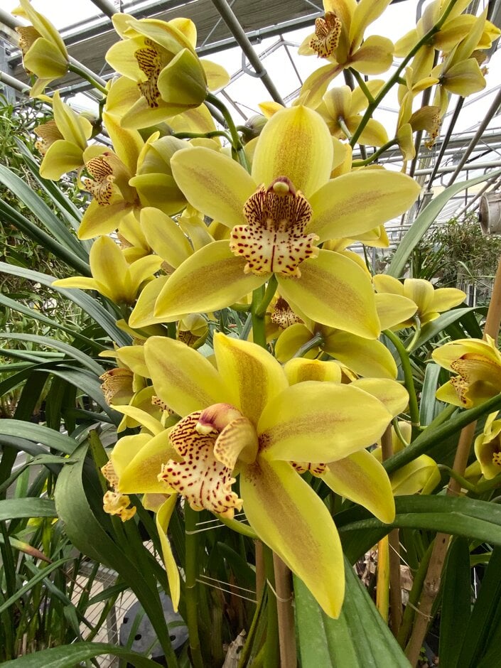 boat orchid Angelica gx 'Del Gold'