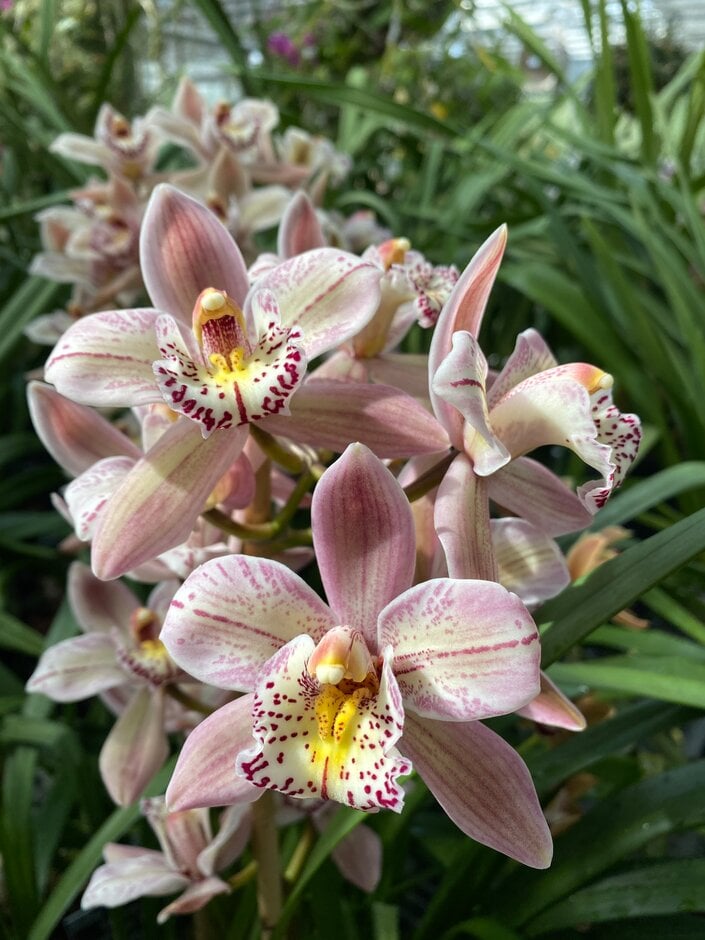 <i>Cymbidium</i> Castle of Mey gx 'Cambridge Jester'