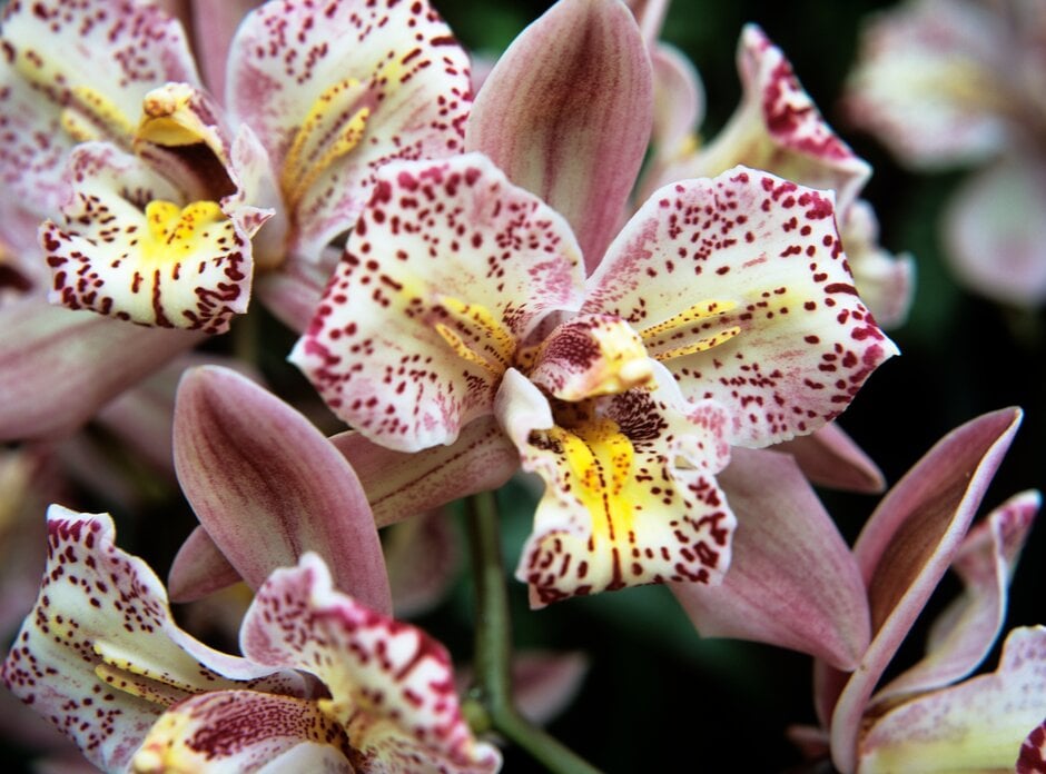 <i>Cymbidium</i> Castle of Mey gx 'Cambridge Jester'