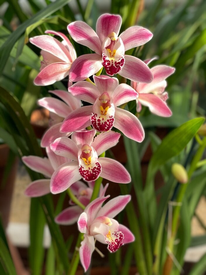 boat orchid Gleneagles gx 'Cooksbridge Delight'