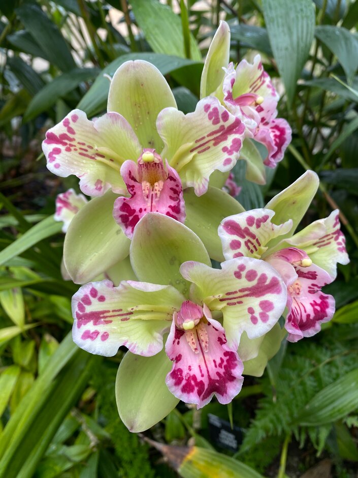 <i>Cymbidium</i> Mavourneen gx 'Jester'