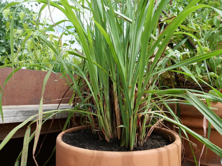 lemon grass
