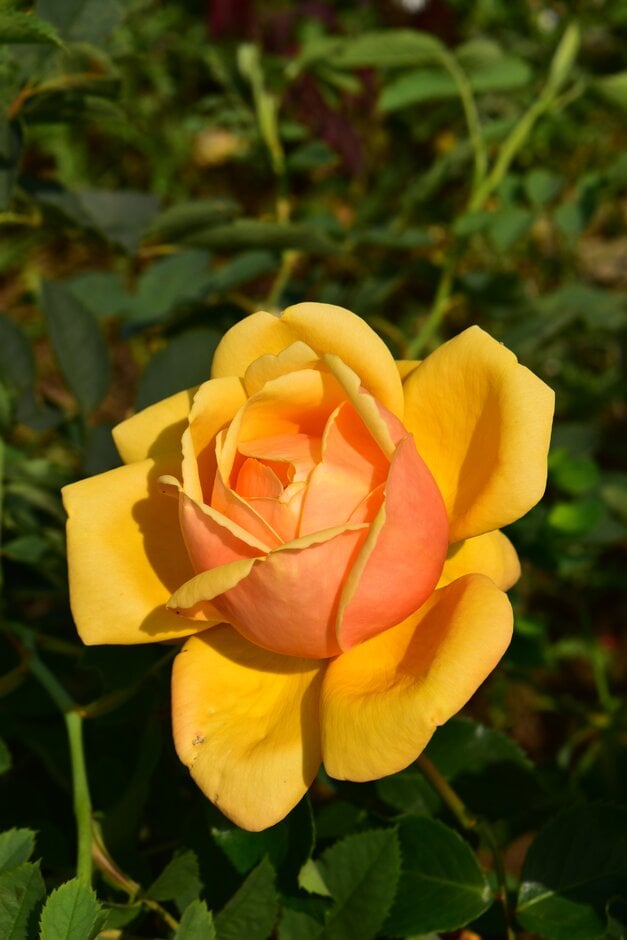 rose 'Cynthia Brooke'