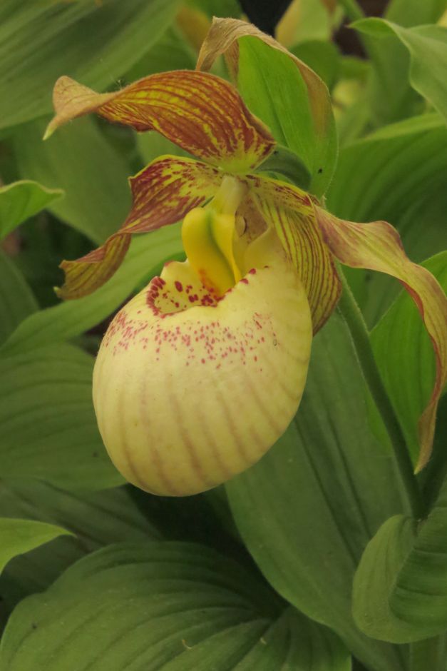 lady's slipper orchid 'Kentucky Maxi'